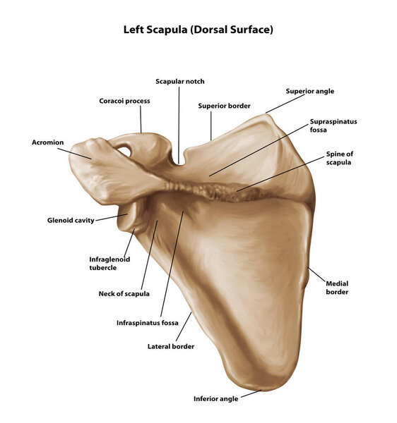 Левая скапула (дорсальная поверхность))