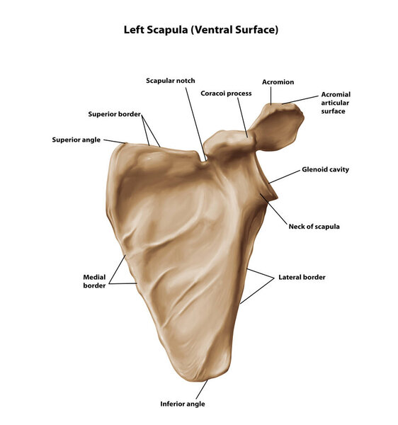 Левая скапула (вентральная поверхность))