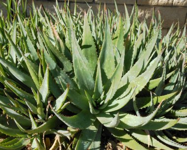 Yeşil aloe vera yapraklarını kapatın, tropikal bitki yeşil yaprak aloe vera doku arkaplanı oluşturur.