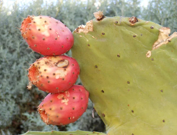 Opuntia Ficus Indica Con Tres Frutas Maduras Listas Para Ser — Foto de Stock