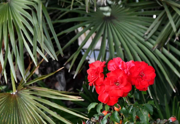 Червоний Rosa Chinensis Цвіте Саду — стокове фото