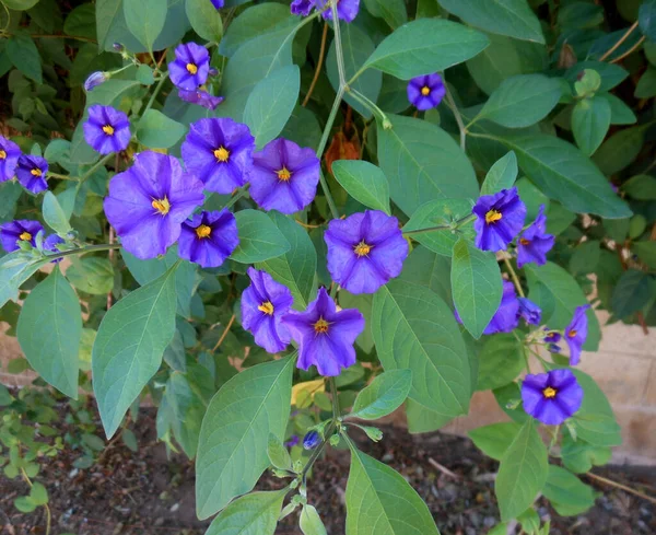 Små Blommor Den Blåblommiga Solanumplantan — Stockfoto