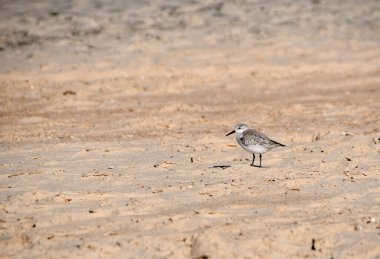 Calidris Alba veya Sandpiper kumsalda dinleniyor.