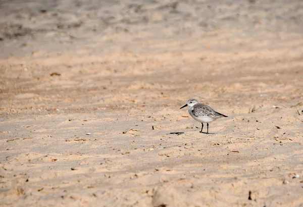 Calidris Alba Sandpiper Отдыхают Песке Пляже — стоковое фото