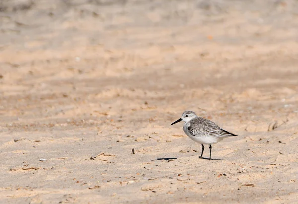 Calidris Alba Sandpiper Отдыхают Песке Пляже — стоковое фото