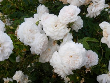 Bouquet of white Rosa Damascena flowers on a background of green leaves