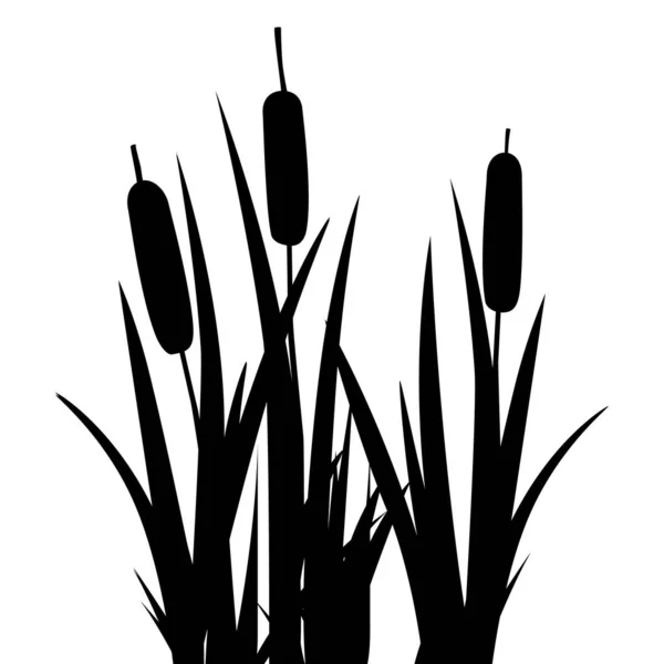 ブラッシュまたはリードメイス植物黒フラットシルエット 自然の花のシンプルなデザイン 水生植物の風景沼 ベクトル — ストックベクタ