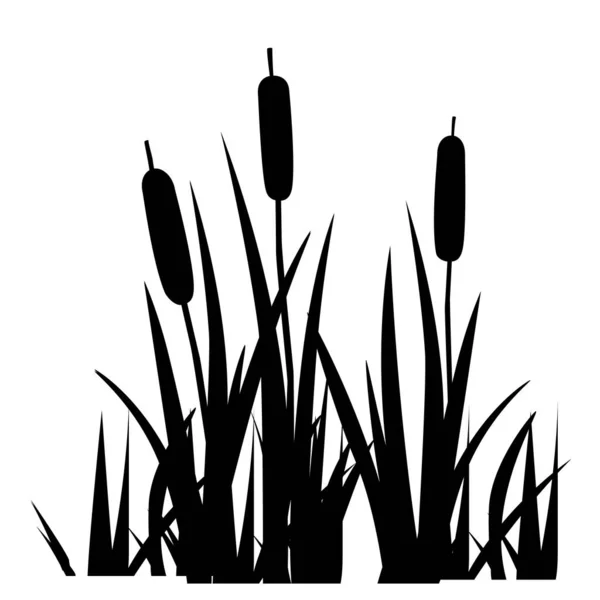 Bulrush Nebo Rákosí Rostlina Černá Plochá Silueta Příroda Květinový Jednoduchý — Stockový vektor