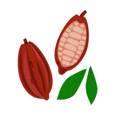 Beyaz arka planda izole edilmiş kakao fasulyeleri. Kakao kabuğu. Logo. Vektör illüstrasyonu