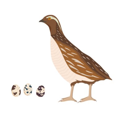 Bobwhite quail farm bird and three eggs isolated on white background. Vector illustration clipart