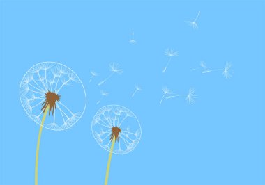 Vektör illüstrasyon karahindiba zaman. İki dandelions rüzgarda. Bir karahindiba Rüzgar açılırsa