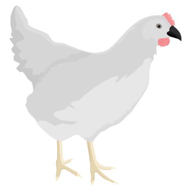 Beyaz arka planda izole edilmiş tavuk çiftliği tavuğu. Vektör illüstrasyonu