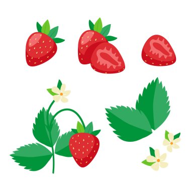 Çilek seti. Beyaz arka planda yaprakları ve çiçekleri olan kırmızı sulu çilekler. Yaz meyveleri vektör illüstrasyonu