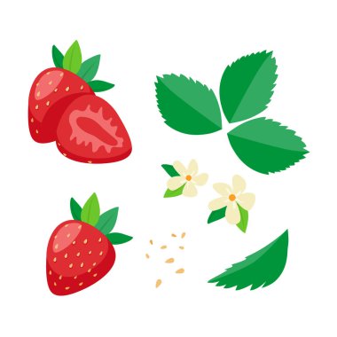 Çilek seti. Beyaz arka planda yaprakları ve çiçekleri olan kırmızı sulu çilekler. Yaz meyveleri vektör illüstrasyonu