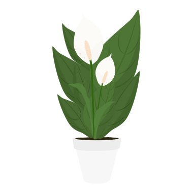 Saksıda çiçek açan çiçek açan Nilüfer Çiçeği Spatphyllum izole edilmiş beyaz arka plan. İç dekorasyon için çiçek açarım. Vektör illüstrasyonu