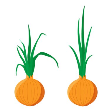 Sarı, yeşil filizli altın soğan, beyaz arka planda izole edilmiş. Tam soğan soğanı. Sebze. Vektör illüstrasyonu