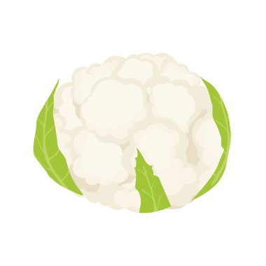 Beyaz arka planda yeşil yapraklı bir karnabahar. Sağlıklı sebzeler. Vektör