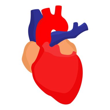 Beyaz arka planda izole edilmiş gerçek insan kalbi. Vektör illüstrasyonu