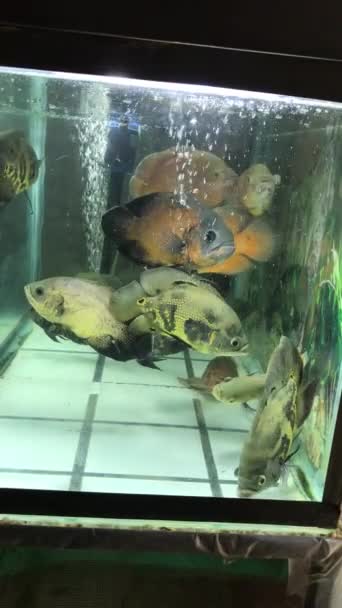 Aquarium Hobby Black Oscar Fish Community Tank Juvenile Vailtail Oscars — Stockvideo