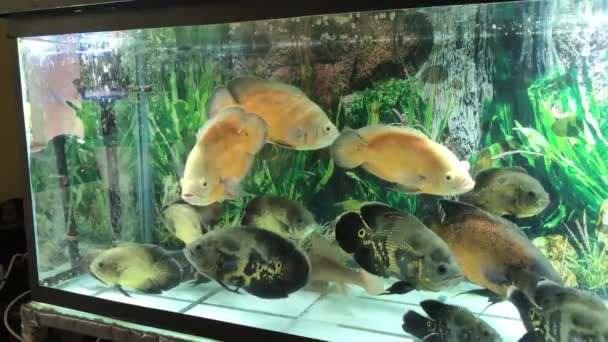 Oscar Fish Aquarium Types Oscar Fish Pet Fish Monster Fish — Vídeo de stock
