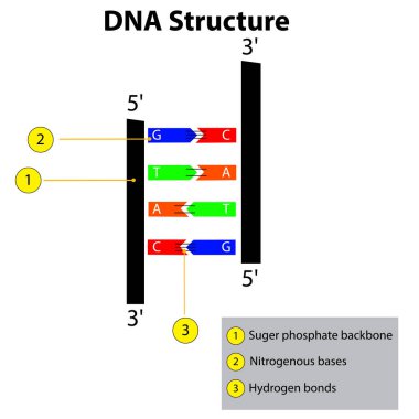 DNA 'nın yapısı nükleik asit iplikçiklerini bağlar biyokimya genetik etiketli diyagram