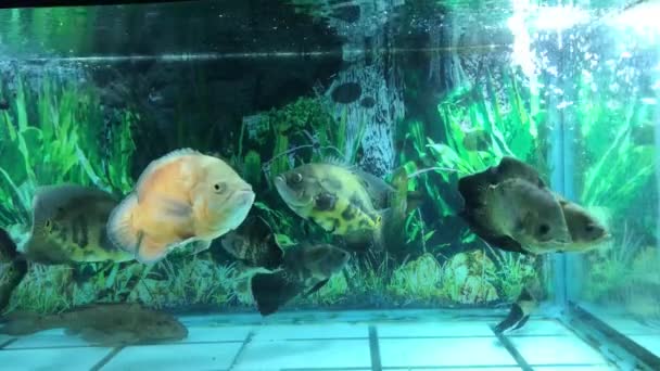 Oscar Serbatoio Pesce Con Molti Tipi Oscar Pesce Velo Coda — Video Stock