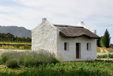 Üzüm bağının önünde sazdan yapılmış küçük bir çatı evi ve yanında biraz lavanta.