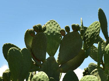 Dikenli armutlar kaktüs bitkisinin üzerinde olgunlaşıyor Bulutlu mavi bir gökyüzüne karşı