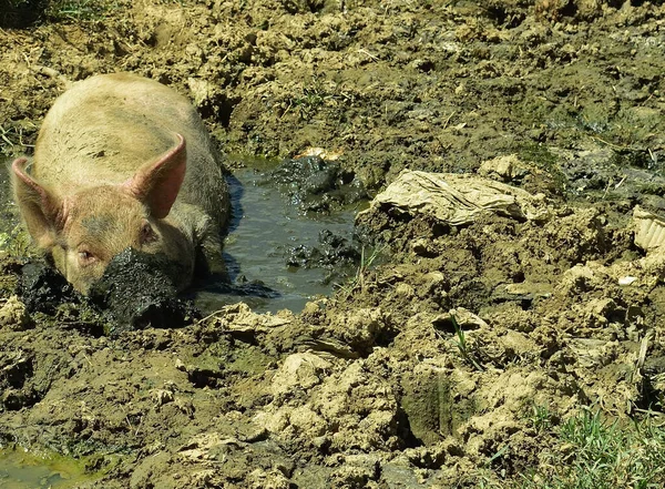 Cuando Cerdo Arrastra Lodo Sucio Aparentemente Para Proteger Piel —  Fotos de Stock