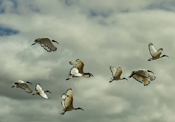 Troupeau Oiseaux Ibis Sacrés Décollant Contre Ciel Nuageux Dramatique — Photo