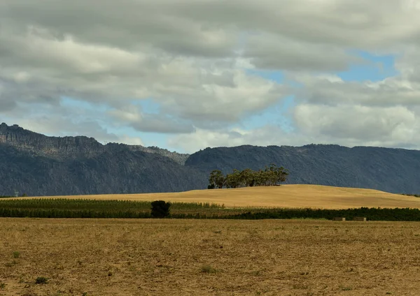 Grasland Tegen Het Witzenberg Gebergte Westelijke Kaap Van Zuid Afrika — Stockfoto