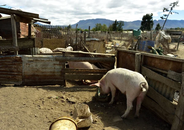 町の豚小屋の周辺で食べる汚れた豚 — ストック写真