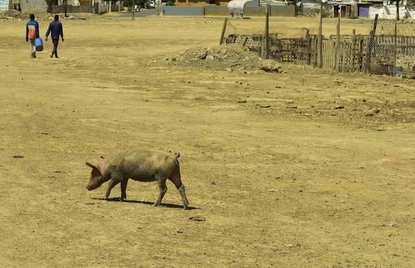 遠くに2人の認識できない人々と町の土地のオープンストレッチを渡って孤独な汚い豚の種 — ストック写真