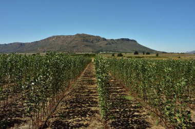 Batı Burnu 'nun Koue Bokkkeveld' inde bir kreşte sağlıklı görünen genç elma ağaçları.