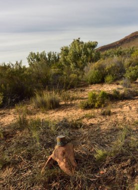 Güney Afrika 'nın batısındaki Cederberg Burnu' nda bir yol işareti olarak baş aşağı bir diş minesi kupası.