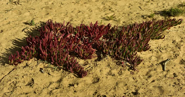 Vörös Fügefa Növények Virágoznak Sivatagi Homokban Cederbergben Dél Afrika Nyugati — Stock Fotó