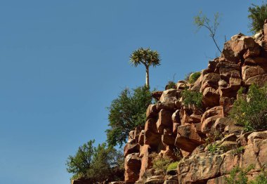 Quiver tree on a cliff in the Northern Cape of South Africa