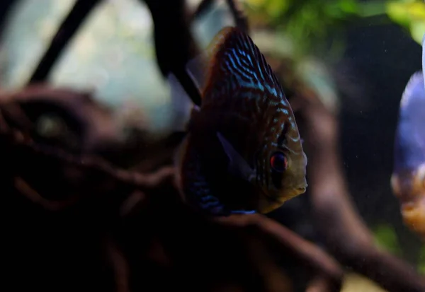 Büyüleyici Kraliyet Discus Balığı Doğal Ortamlarında Yüzüyor — Stok fotoğraf