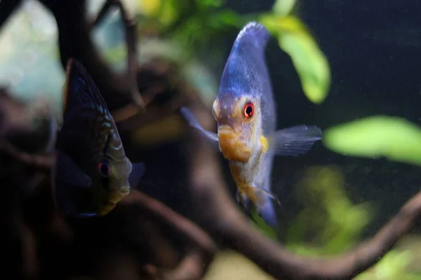 Prachtige Royal Discus Vissen Zwemmen Hun Natuurlijke Omgeving — Stockfoto