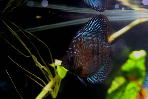 Gorgeous Royal Discus Fish Swimming Have Gorgeous Bright Blue Stripes — Stock Photo, Image