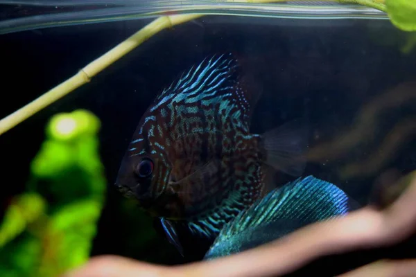 Yüzen Parlak Mavi Çizgileri Olan Muhteşem Royal Discus Balığı — Stok fotoğraf