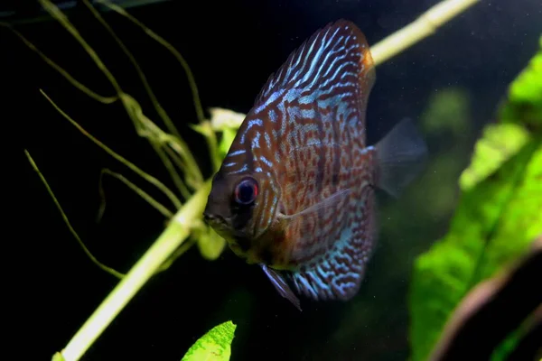 Gorgeous Royal Discus Fish Swimming Have Gorgeous Bright Blue Stripes Royalty Free Stock Images