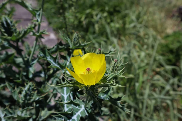 stock image Mexican Prickly Poppy Close-Up bright yellow latex Argemone mexicana flowering thistle, cardo or cardosanto