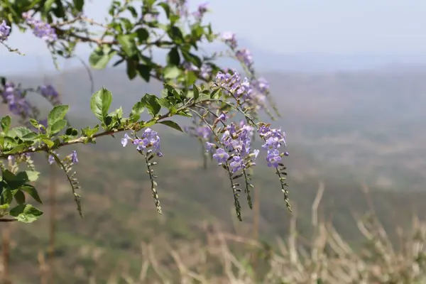 Doğa Dağı 'nın arka planındaki Duranta ereksiyonunda canlı mor bir gökçiçeği çiçeği çiçeği.