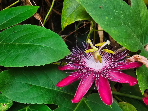 Yeşil yapraklarla çevrili Jhumko Lata tutku çiçeği, güzelliğini ve narin yapısını yakalıyor Krishna Kamal