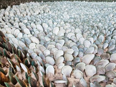 An organized pattern of white clam or oyster shells arranged in rows, forming a visually appealing gradient-like pattern. clipart