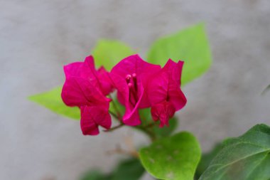 Merkezdeki küçük, boru şeklinde beyaz çiçekleri çevreleyen canlı morumsu bougainvillea braklarının yakın plan görüntüsü. Frenler, görünür damarları olan, kağıt benzeri bir dokuyu gösterir. Seçici odak arkaplan bulanıklığı