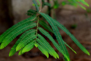 Taze yeşil bir yaprak, Phyllanthus emblica 'nın tüylü yapısına sahip, ayrıca embliksel, embliksel mirobalan, mirobalan, Hint bektaşi üzümü, Malacca ağacı, veya amla olarak da bilinir.