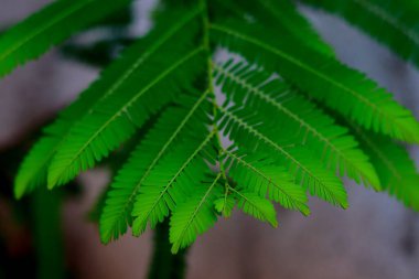 A fresh green leaf with a feathery structure of Phyllanthus emblica, also known as emblic, emblic myrobalan, myrobalan, Indian gooseberry, Malacca tree, or amla Selective focus background blur clipart