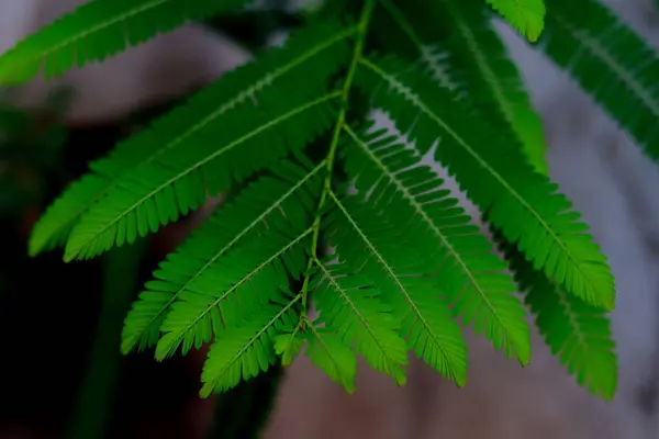 Taze yeşil bir yaprak, Phyllanthus emblica 'nın tüylü yapısına sahip, ayrıca embliksel, embliksel myrobalan, myrobalan, Hint bektaşi üzümü, Malacca ağacı, veya amla Selective focus background bulanıklığı olarak da bilinir.